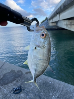 メッキの釣果