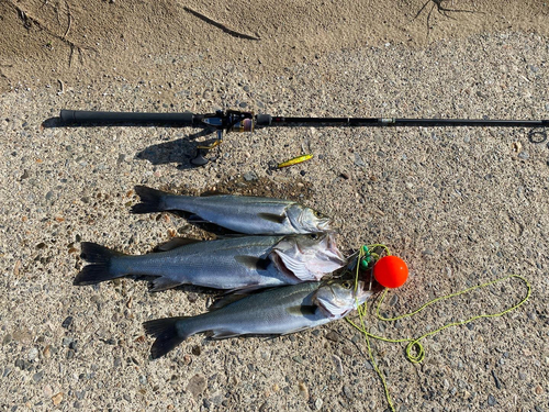 シーバスの釣果