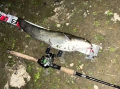 ナマズの釣果