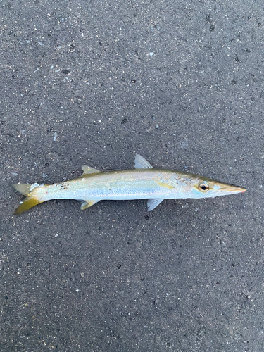 カマスの釣果