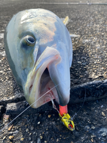 ブリの釣果