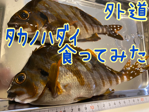 タカノハダイの釣果