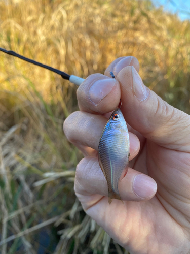 タナゴの釣果