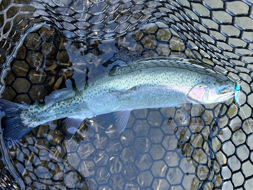 ニジマスの釣果