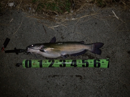 アメリカナマズの釣果