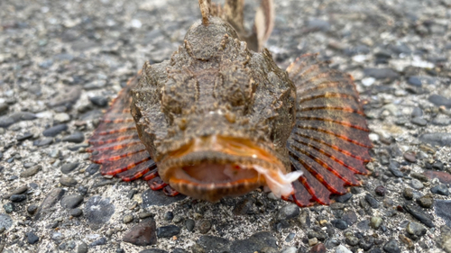 カジカの釣果