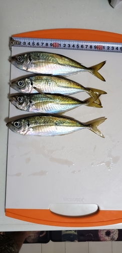 アジの釣果