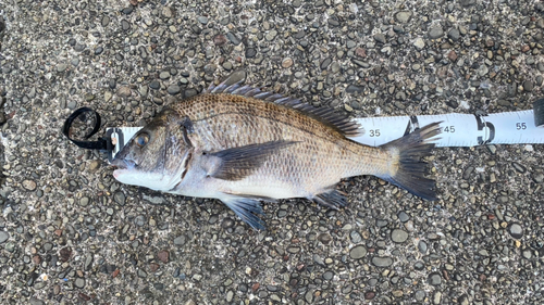 クロダイの釣果