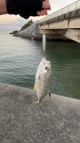 メッキの釣果