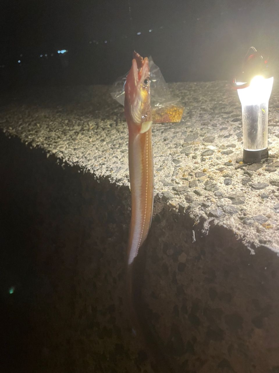 アナゴ
