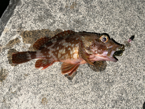 カサゴの釣果