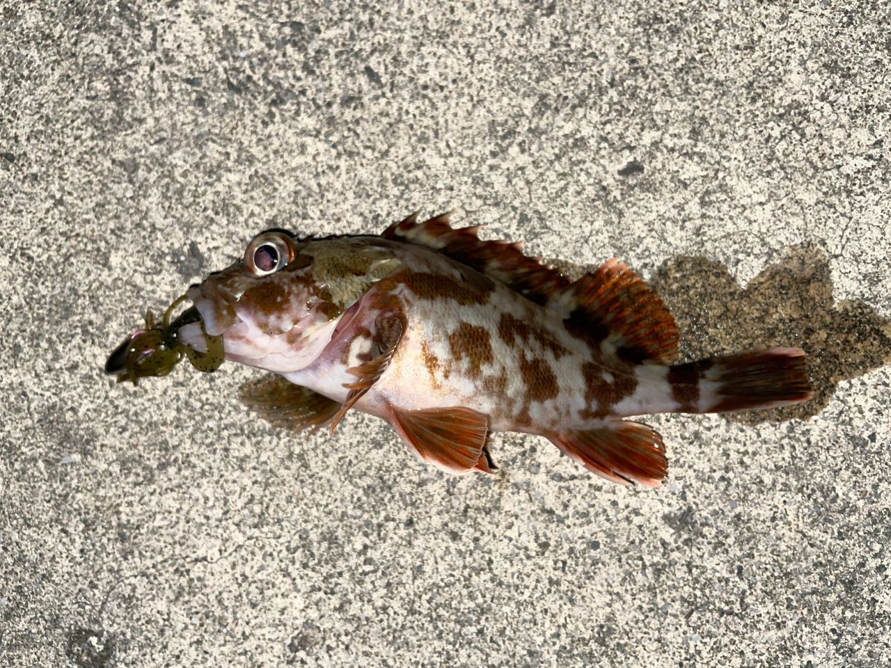 カサゴ