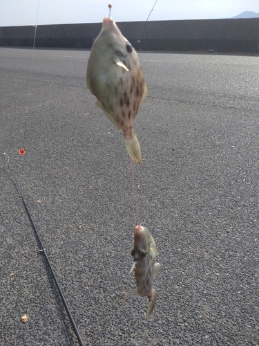 カワハギの釣果