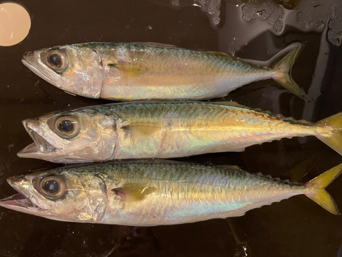 サバの釣果