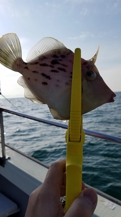 カワハギの釣果