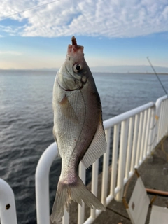 タナゴの釣果