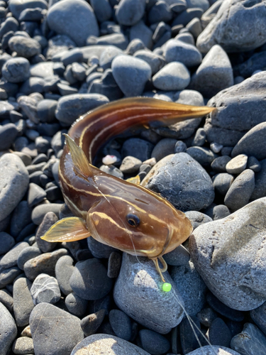 ゴンズイの釣果