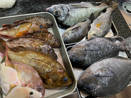 タケノコメバルの釣果