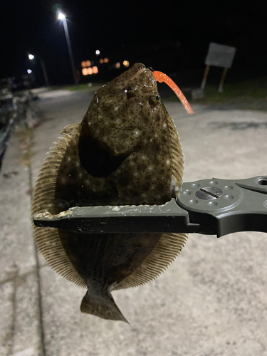 ヒラメの釣果