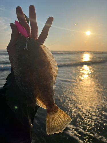 ソゲの釣果