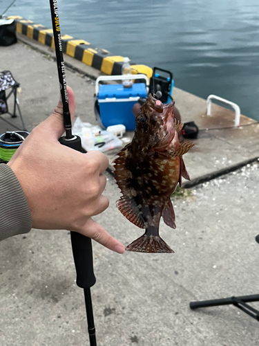 カサゴの釣果