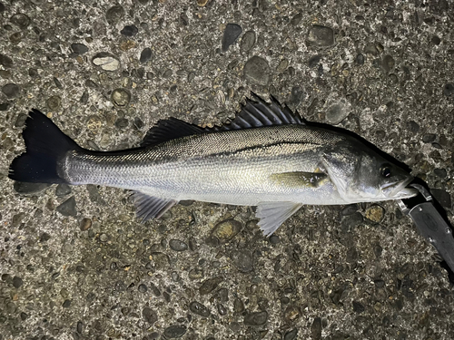 スズキの釣果