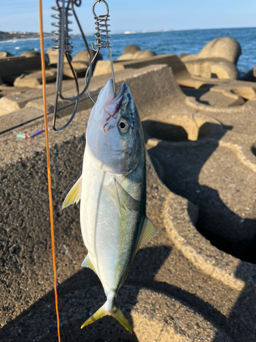 イナダの釣果