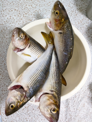 コノシロの釣果