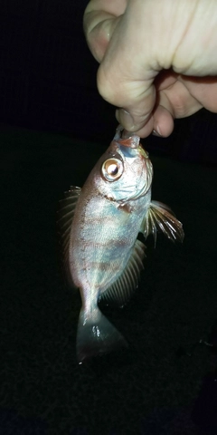 キントキダイの釣果