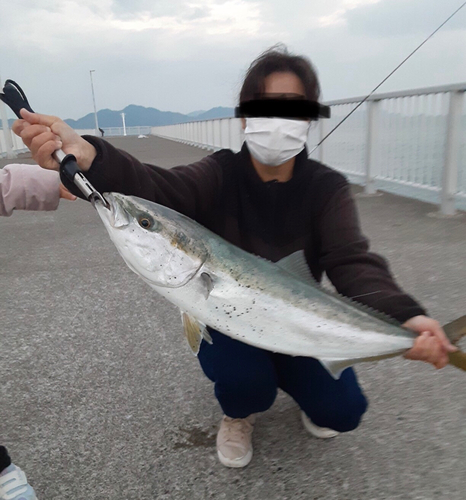 メジロの釣果