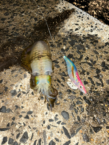 アオリイカの釣果