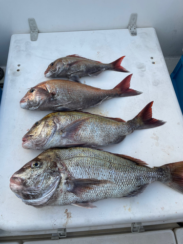 マダイの釣果