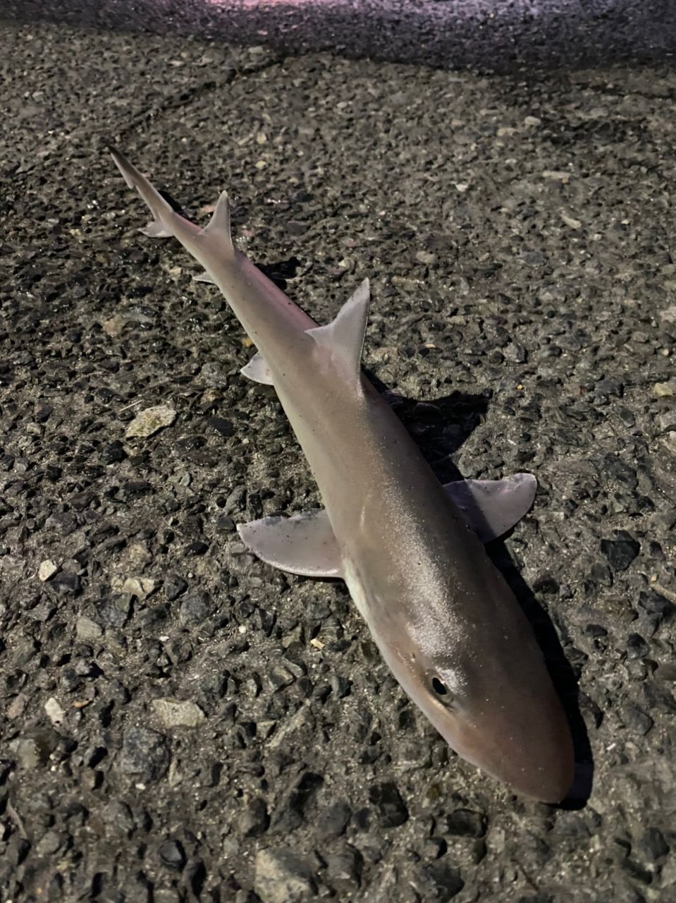 ホシザメ