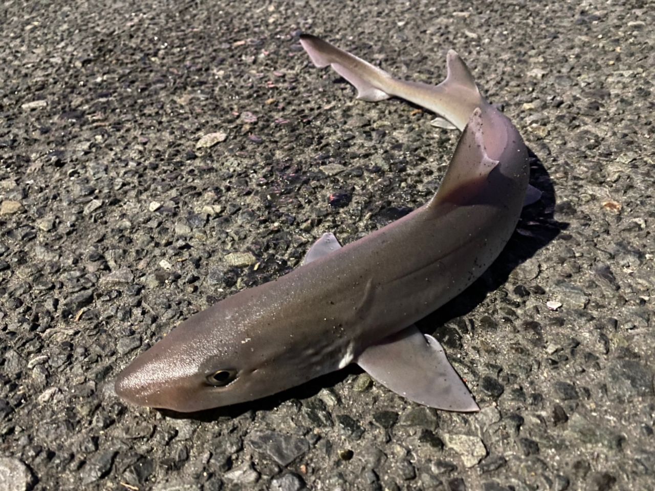 ホシザメ