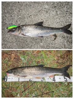 マルタウグイの釣果