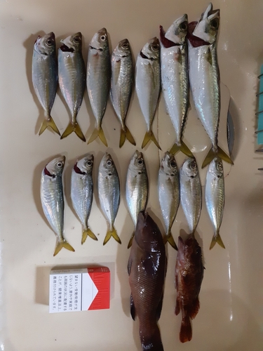 アジの釣果