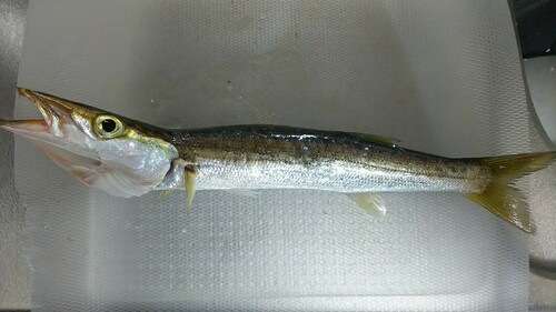 カマスの釣果