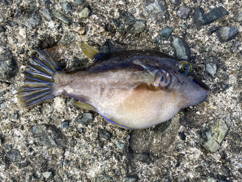 キタマクラの釣果