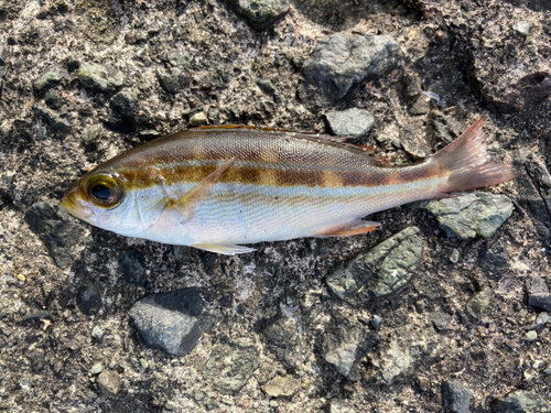 イサキの釣果