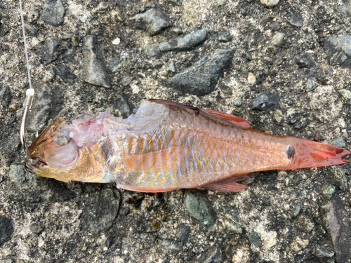 ネンブツダイの釣果