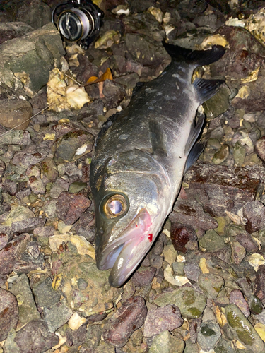 フッコ（ヒラスズキ）の釣果