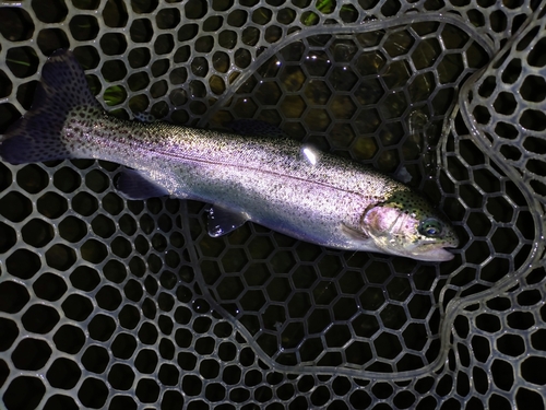 ニジマスの釣果