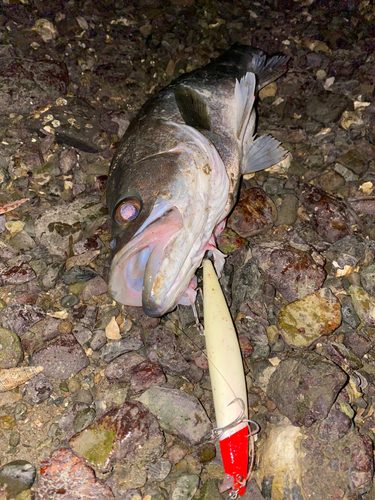 フッコ（マルスズキ）の釣果