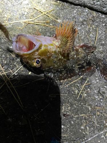 カサゴの釣果