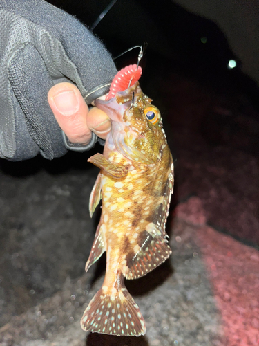 カサゴの釣果