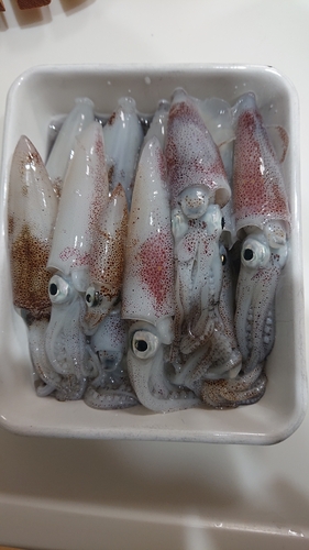 ヒイカの釣果