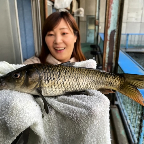 コイの釣果