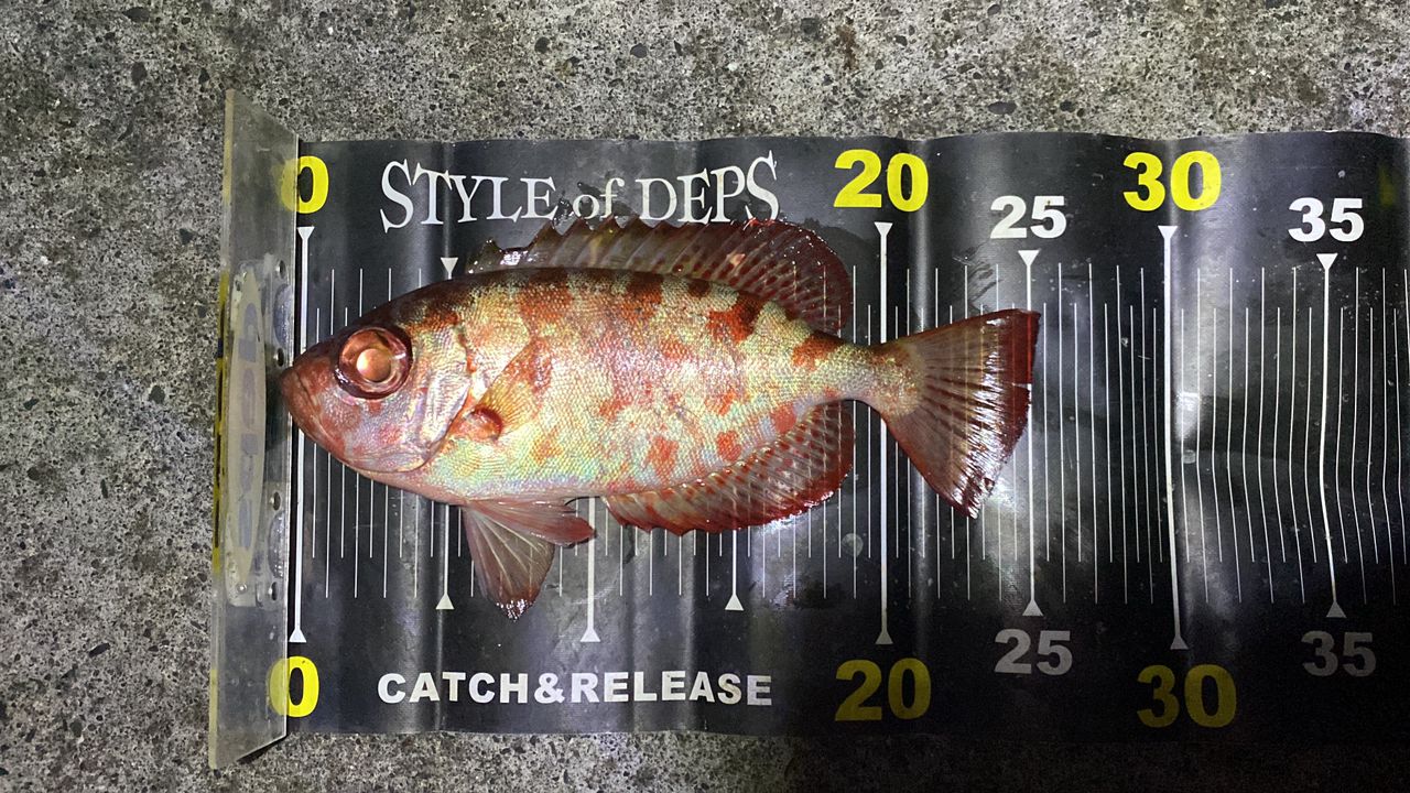 ゴマヒレキントキ