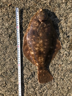 メイタガレイの釣果