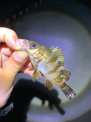 メバルの釣果